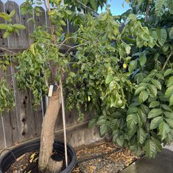 5in1 Jujubes Fruit Tree
