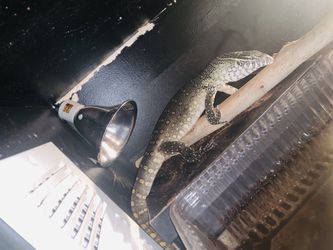 Nile monitor