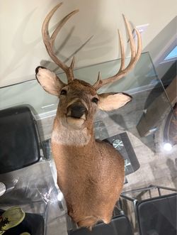 Deer head Buck