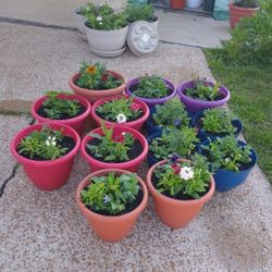 Mix flowers in new large pots$13-$16 Each pot