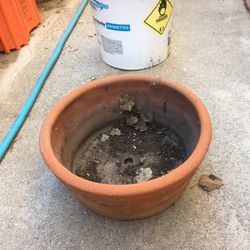 medium sized terra cotta plant pot
