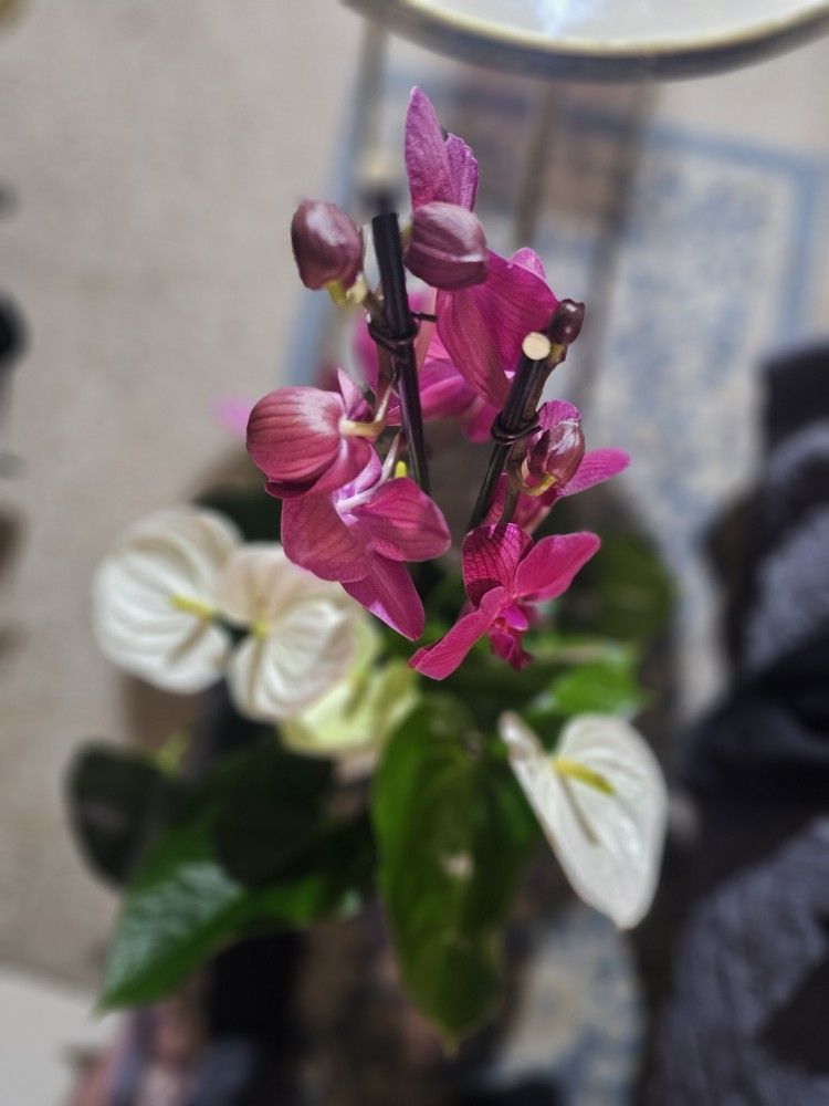 Anthirium And Orchid