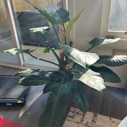 Philodendron Large With 8 “ Pot