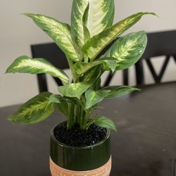 Plant For Sale