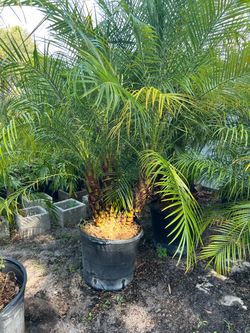 Roebelline palms in 15 gls pot. SPECIAL PRICE 🤩