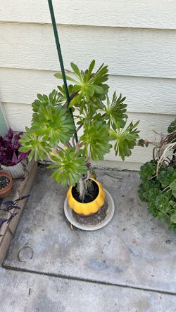 SUCCULENT