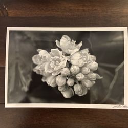 Black And White Flowers Photography