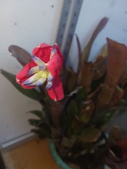 Bromelia, SEE OTHER OFFERS
