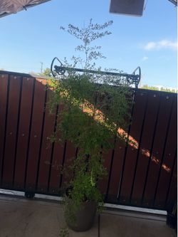 Plant