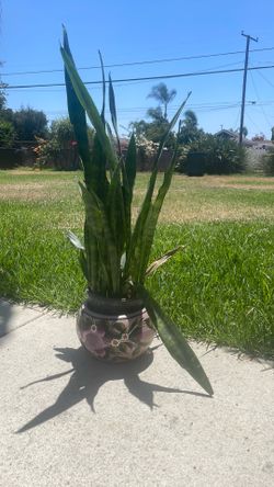Snake plant