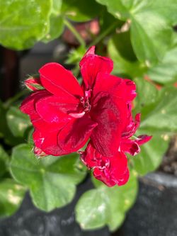 Jeranio rojo $8