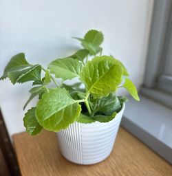 Cuban oregano in white pot