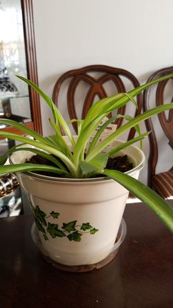 chlorophytum perennial planting