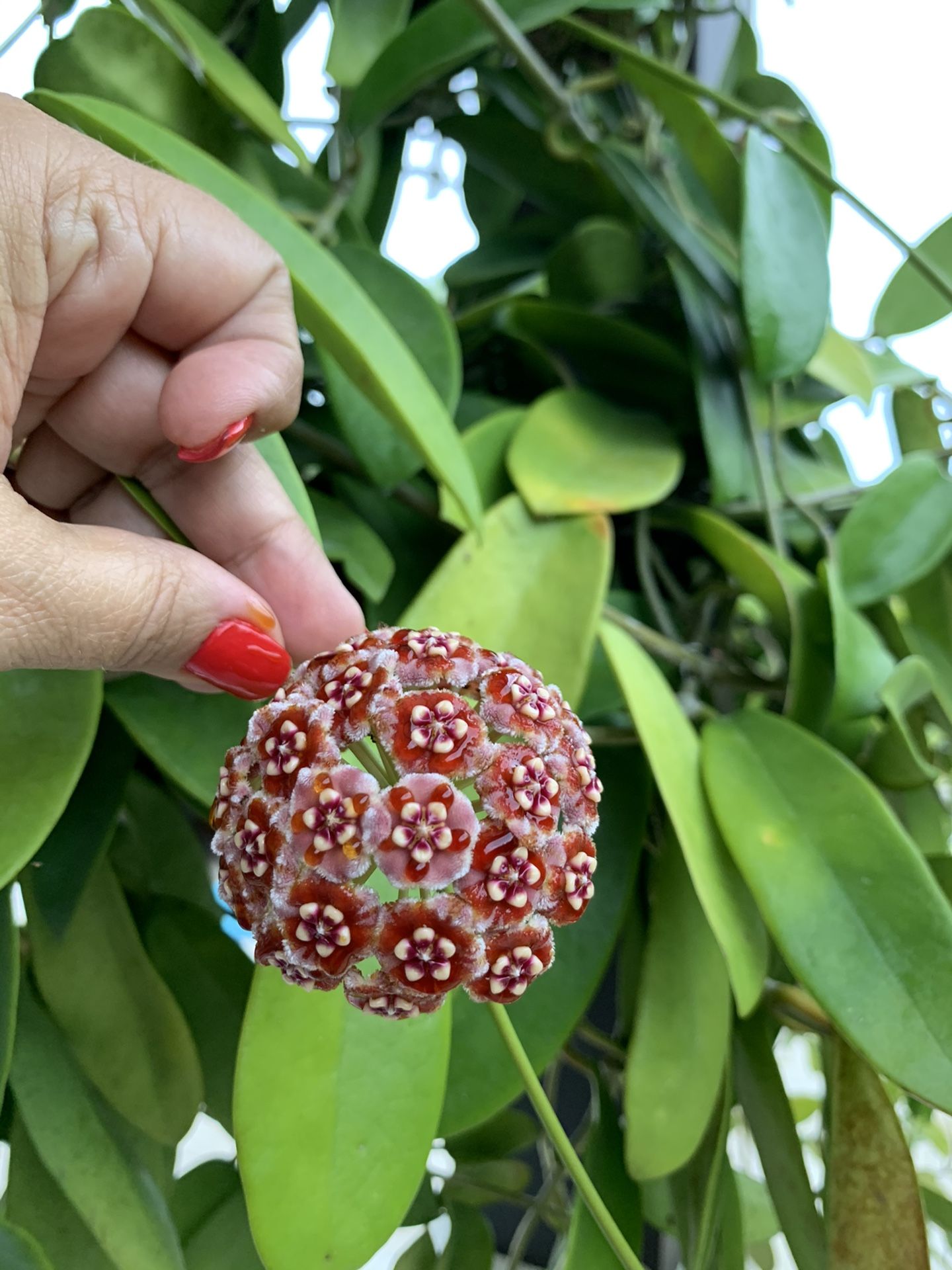 Hoya plant cuttings. Mata cutting