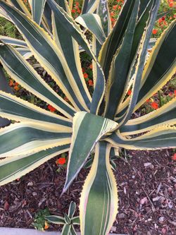 Large Agave Succulent Plant