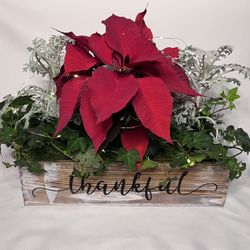 Holiday Live Plants 🎄 Centerpiece & Mantelpiece Decorations w/ Poinsettias, Cyclamen, Fairy Lights