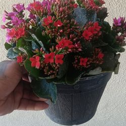 Plant $10