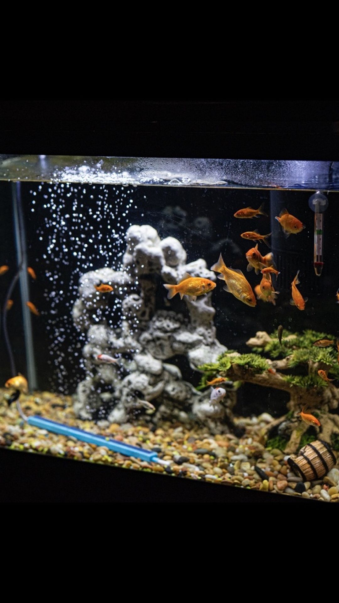 20 Gallon Fish Tank