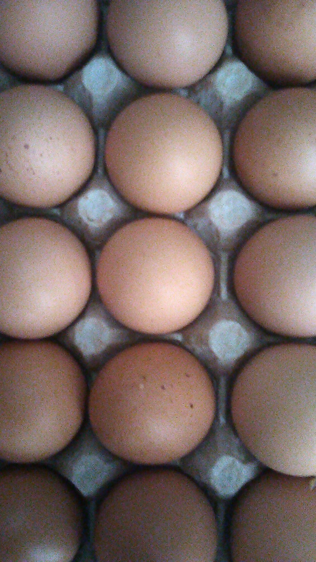 Large Organic eggs