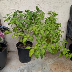 Chile Siruelo 
