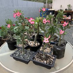 Blooming Desert Roses for SALE