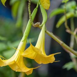 Yellow Trumpet Flower