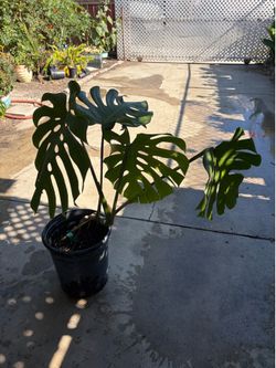 Monstera Deliciosa plant