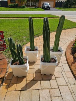 2 for $20 Apple 🍎 Cactus 🌵