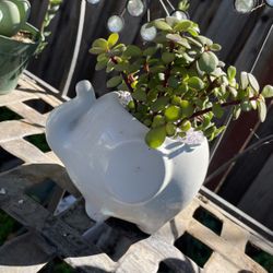 Elephant Planter Plant