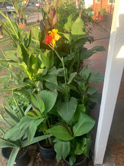 Quite Amazing Selection of plants