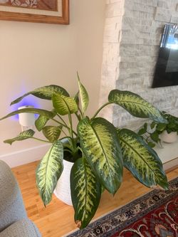 Dumn cane plant 3 ft