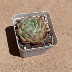 Echeveria Succulent
