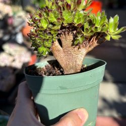 Crested Aeonium  Succulent Plant 4” Pot