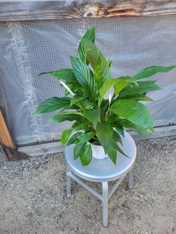 Peace Lily 6" Nursery Pot