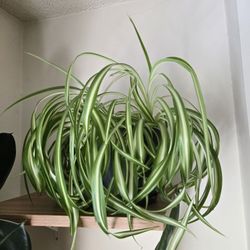 Small/medium Spider House Plant