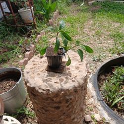 Purple Mexican petunias