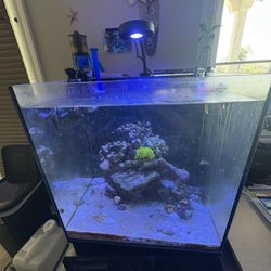 40 Gallon Saltwater Set Up