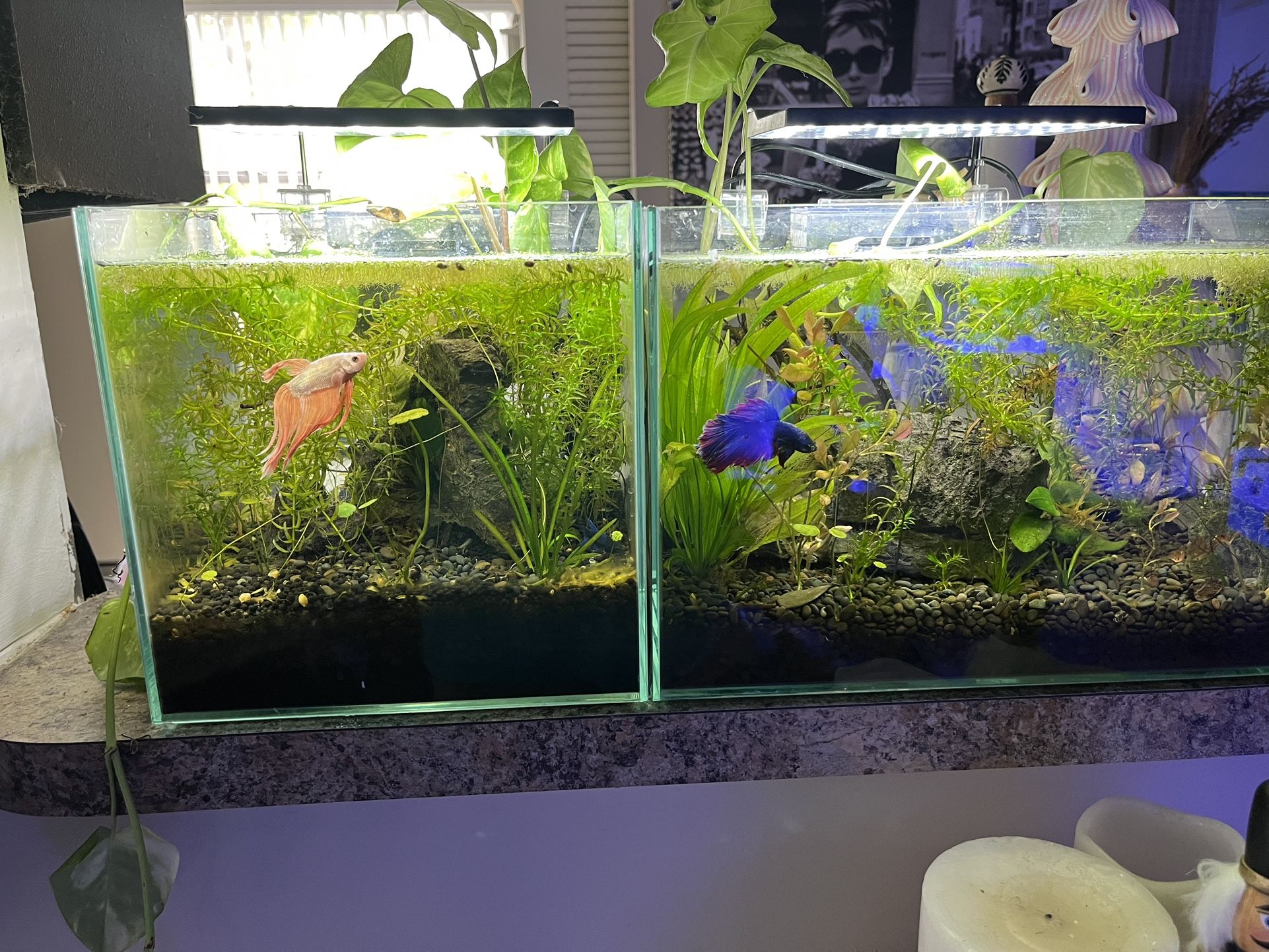 Fresh Water Aquarium 