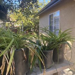Beautiful Plants $5 And $10