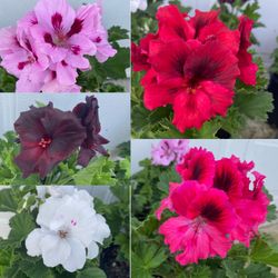 Geraniums Washington Outdoor Plants, $12 Each Plant Firm Price In 1 Gallon Pot Pick Up Only