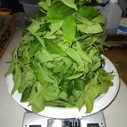 7 Oz. Fresh Cut Purple Passion Flower Leaves  $6 -Ship 3.50 -To Make 1 Qt Of Herbal Tea