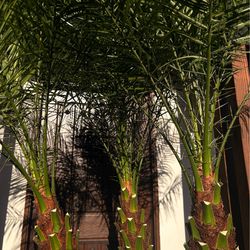 Healthy Multi Trunk Pygmy Date Palm