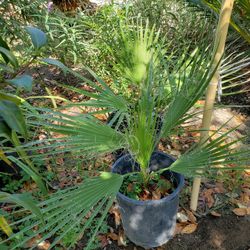 Palm Tree