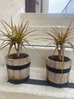 2 Beautiful palms with nice pots both are the same size they are small so pretty $30 for both o  $15 each