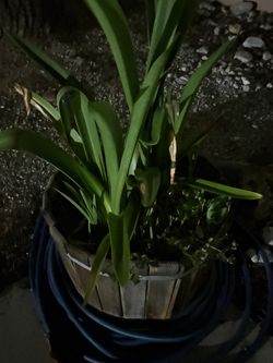 5$ a plant obo
