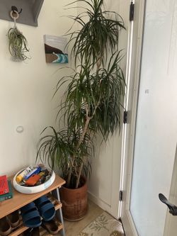 Beautiful palm tree