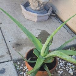 Aloe Vera Plants
