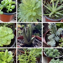 Succulents Plants 4”pot