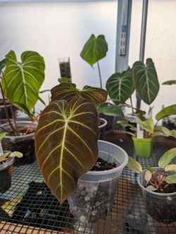 Plant Sale