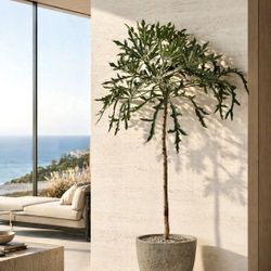 5 Ft. Rare Cussonia Paniculata With Snowflake Shaped Leaves ( Planter Included)